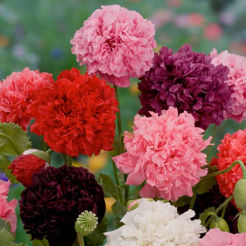 poppy flower seed mix Bulk Poppy Seeds