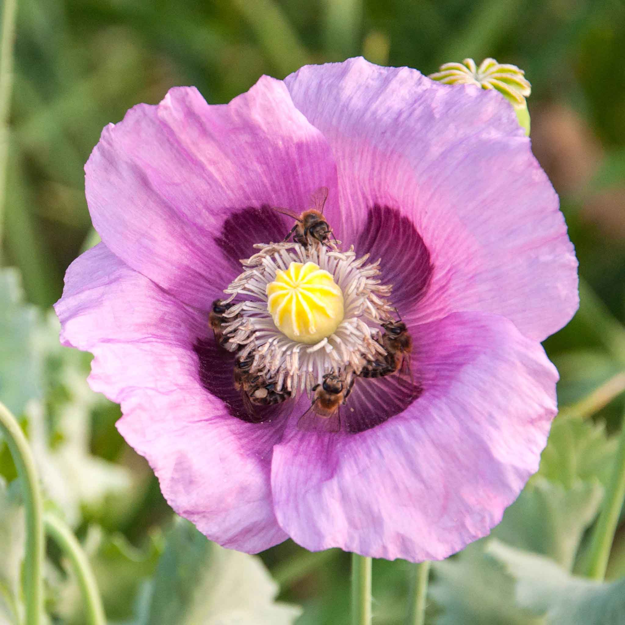poppy seed plant Bulk Poppy Seeds