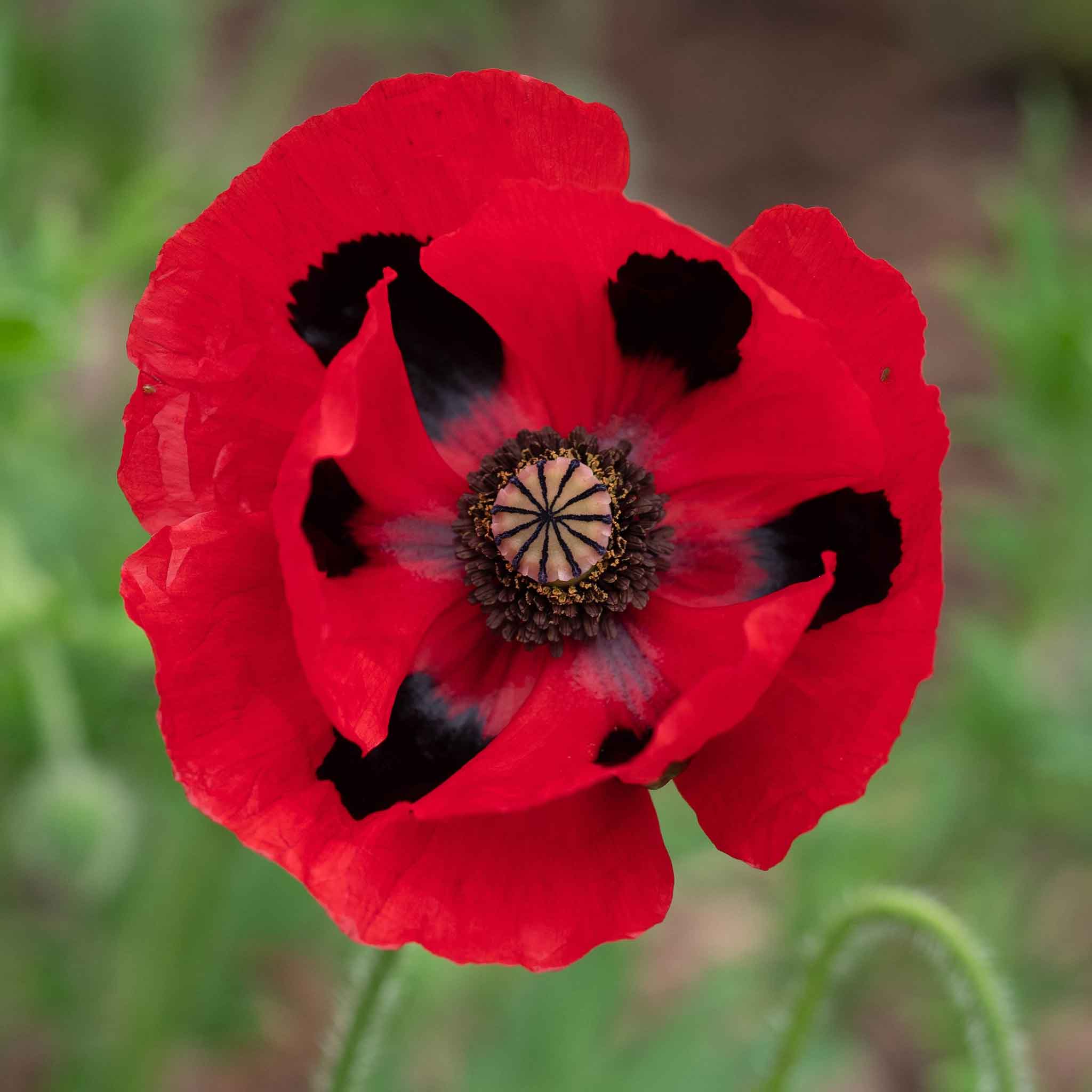 perennial poppy flower seeds Bulk Poppy Seeds