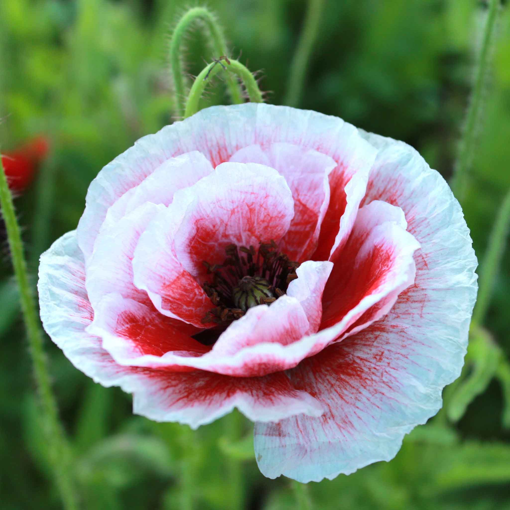 poppy plant seed Bulk Poppy Seeds