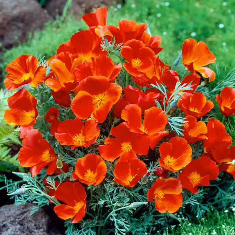 planting california poppy seeds Bulk California Poppy Seeds