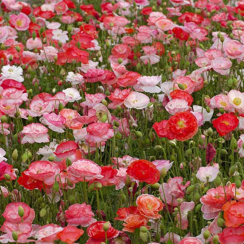 planting shirley poppy seeds Bulk Shirley Poppy Seeds