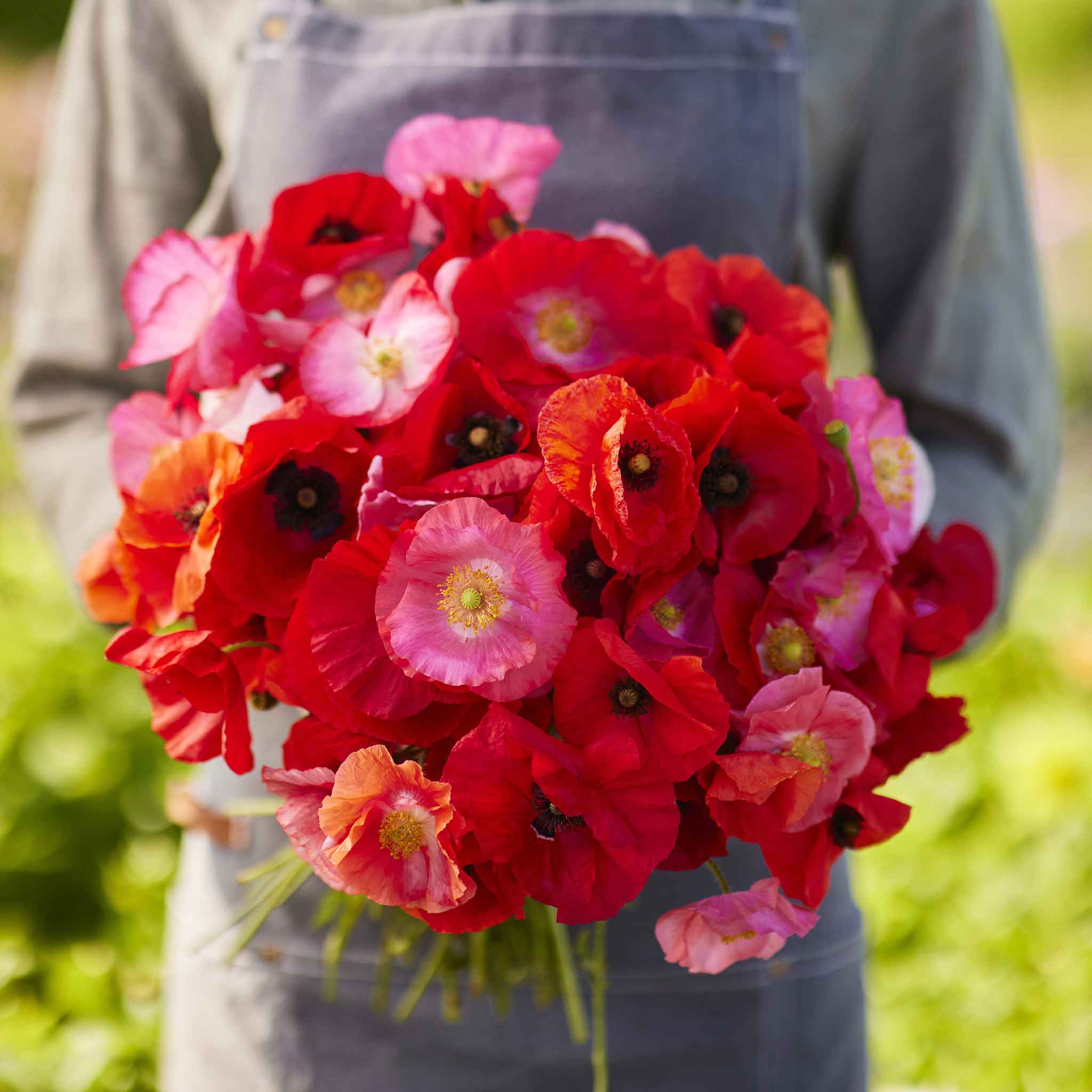 red lip flower seeds Bulk Shirley Poppy Seeds - Mixed Red & Pink