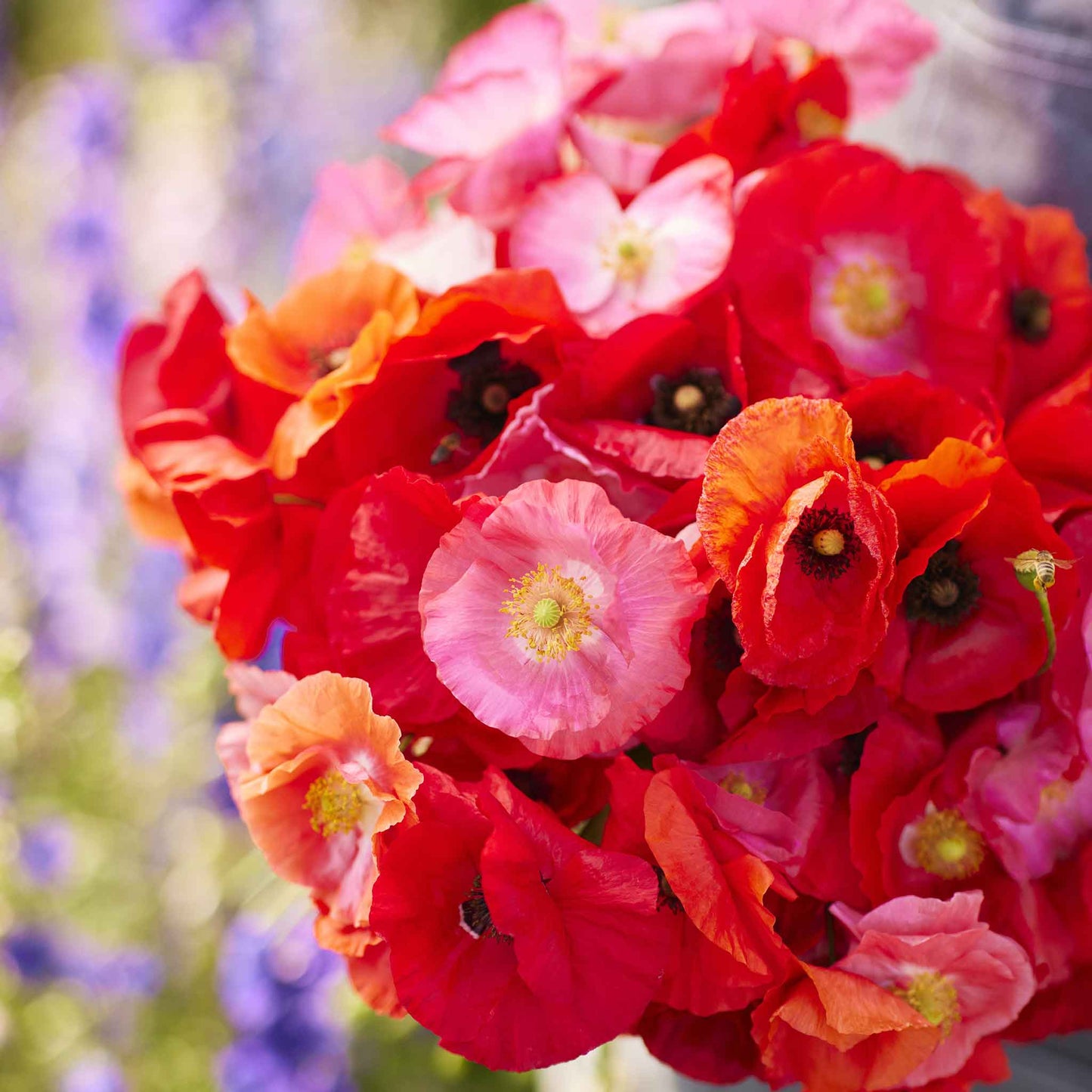 poppy shirley red and pink