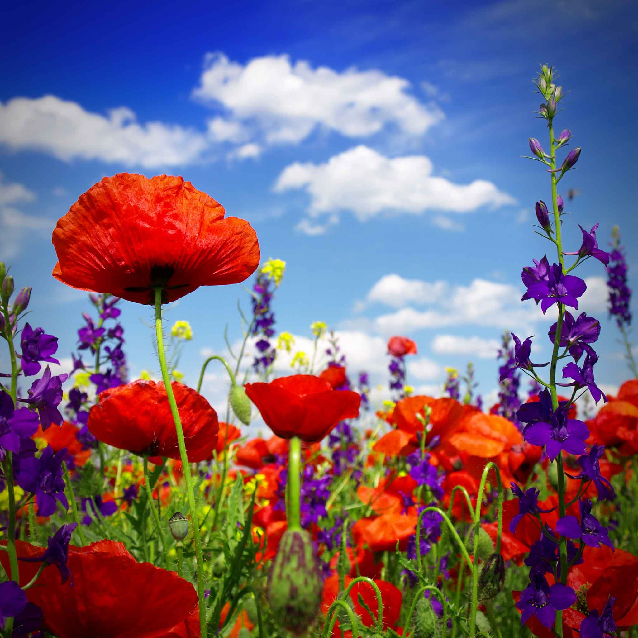 poppy wildflower seed mix Bulk Power Couple