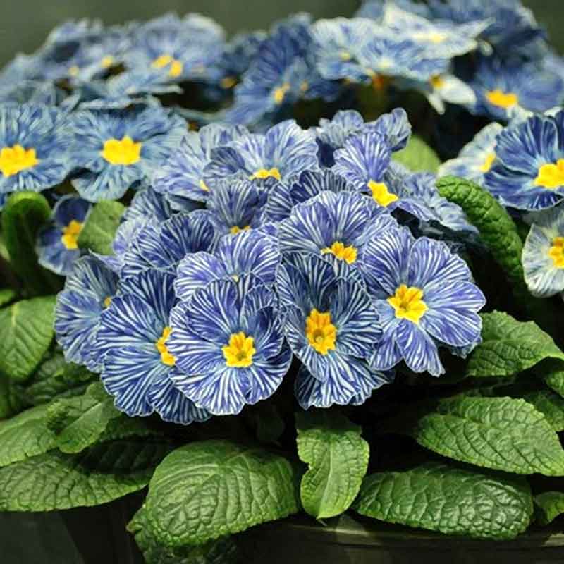 primula flower seeds Bulk Primrose Seeds - Blue Zebra