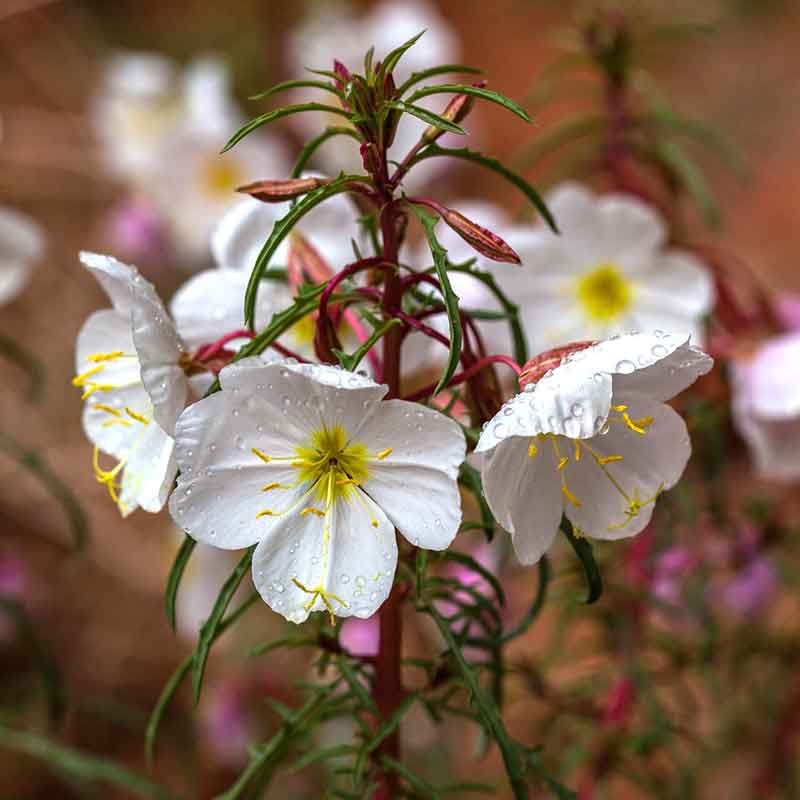 evening primrose plant seeds Bulk Pale Evening Primrose Seeds 1 Ounce