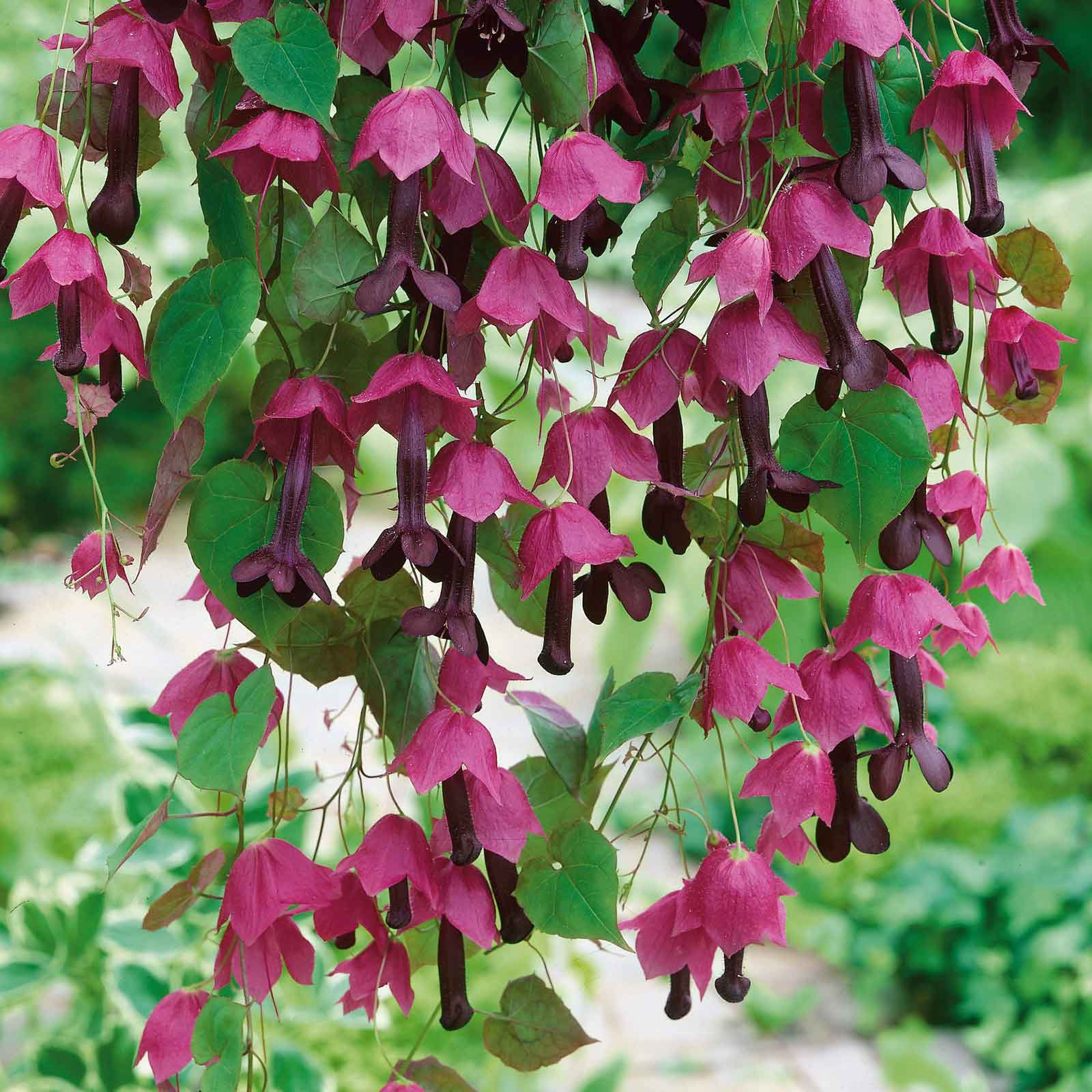 purple wildflower seeds Purple Bell Vine Seeds | Bulk Flower Seeds