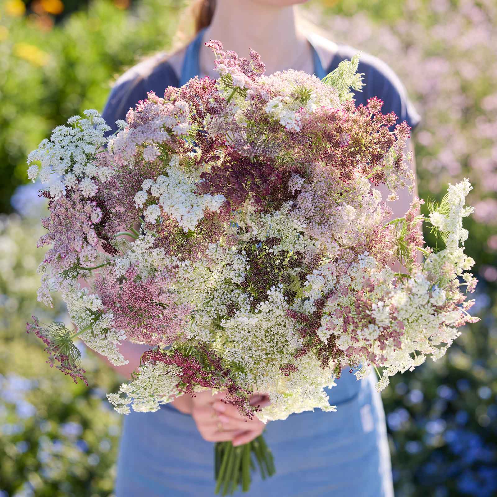 local flower seeds Queen Anne's Lace Seeds - Chocolate Lace Flower| Flower Seeds