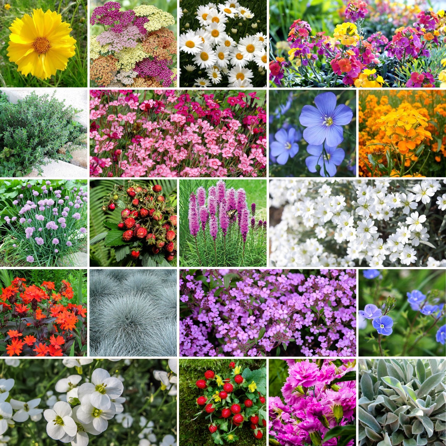 rock garden perennial wildflower mix