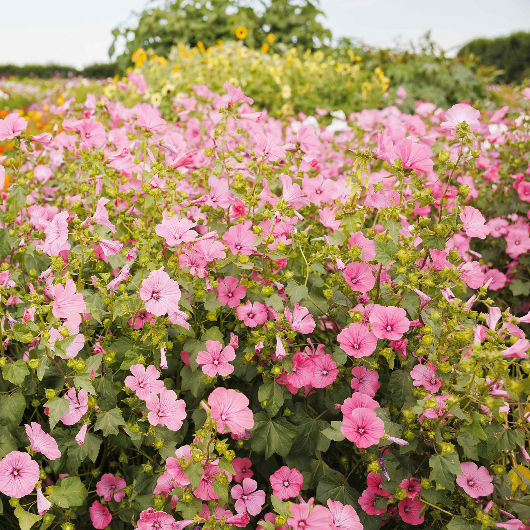 rose mallow from seed Bulk Rose Mallow Seeds