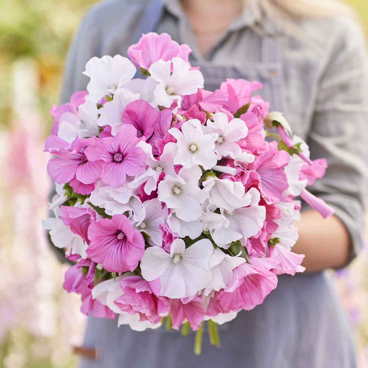 rose mallow mix