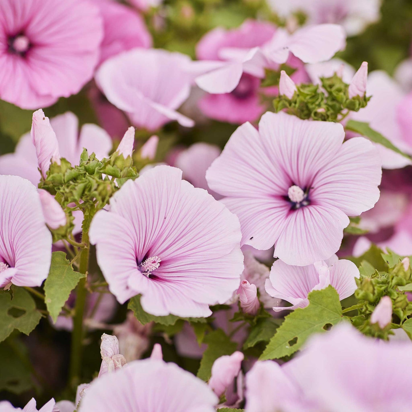 rose mallow pink regis