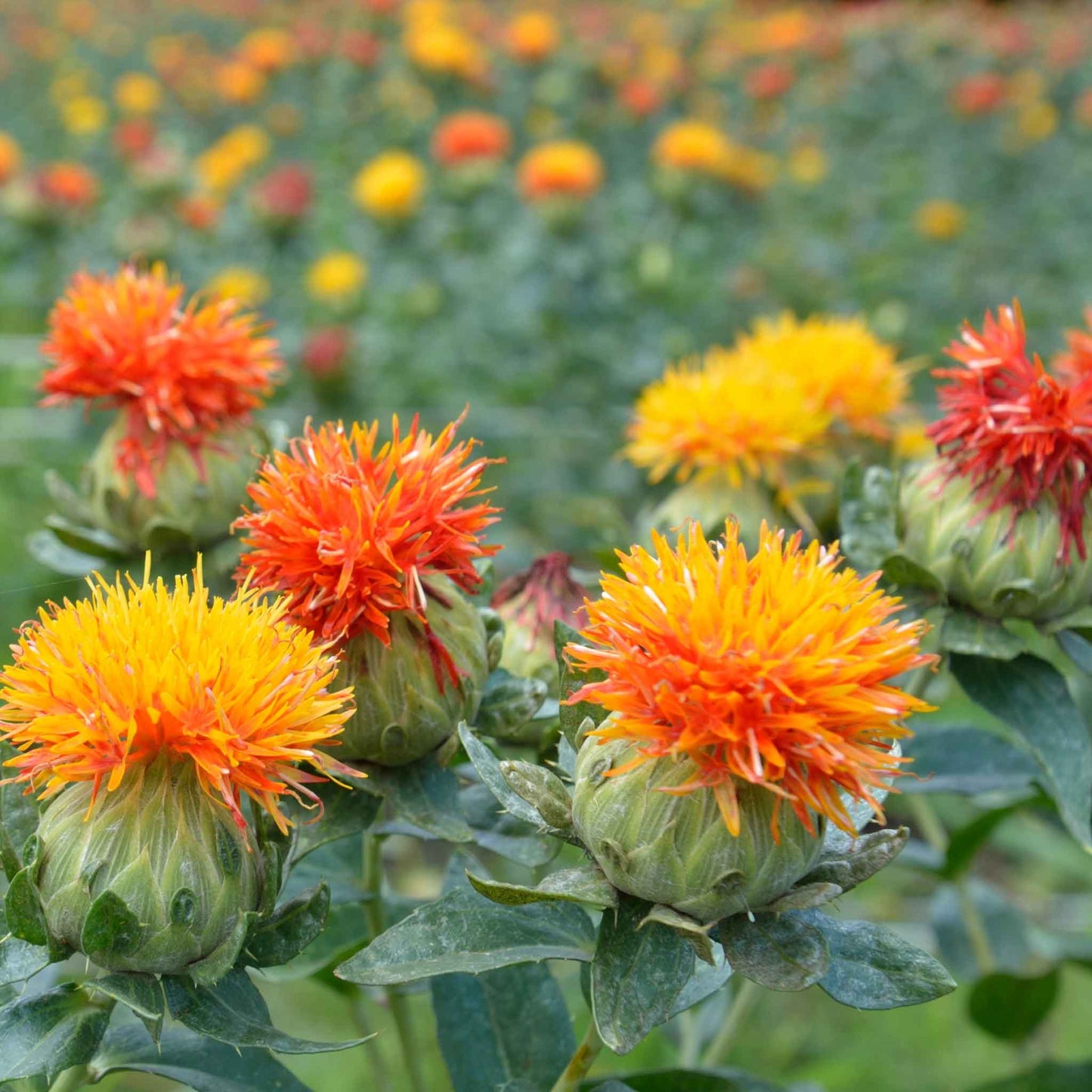 A close-up view of a green safflower corrales azafran plant with a red flower bud forming at its center.