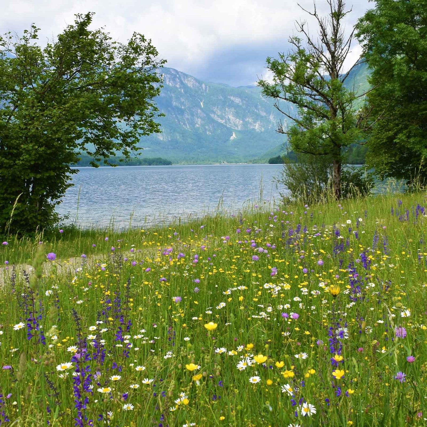 meadow sage