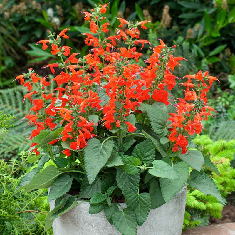 sage plant seeds Bulk Scarlet Sage Seeds Packet