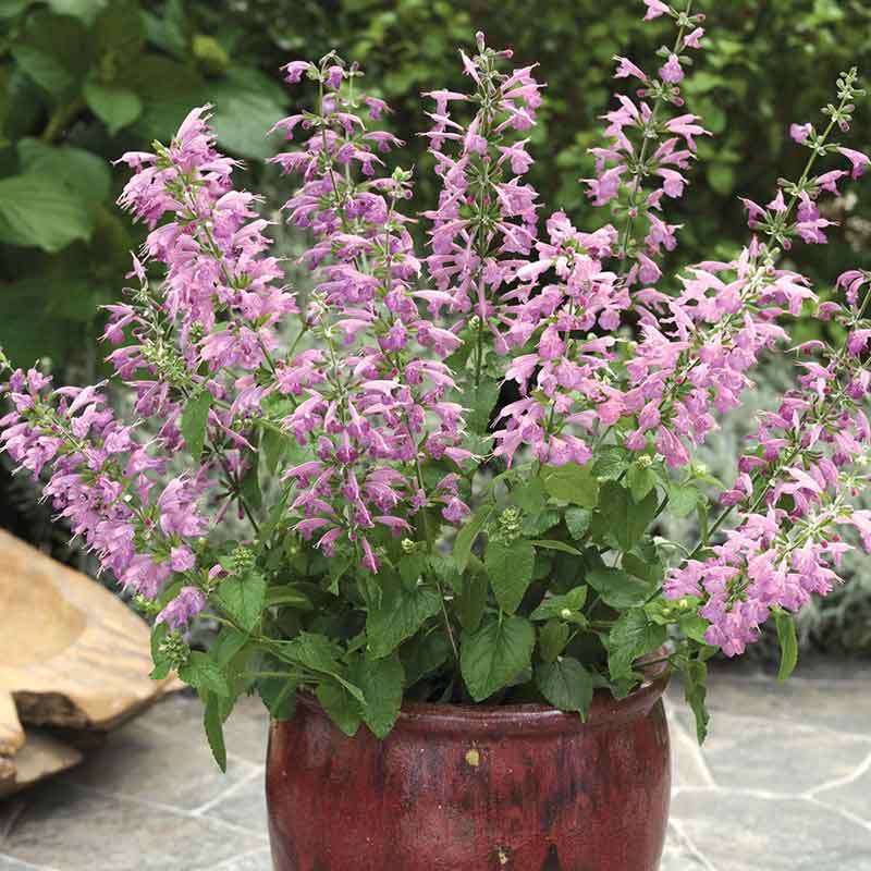 bulk lavender seeds for sale Bulk Sage Seeds - Summer Jewel Lavender