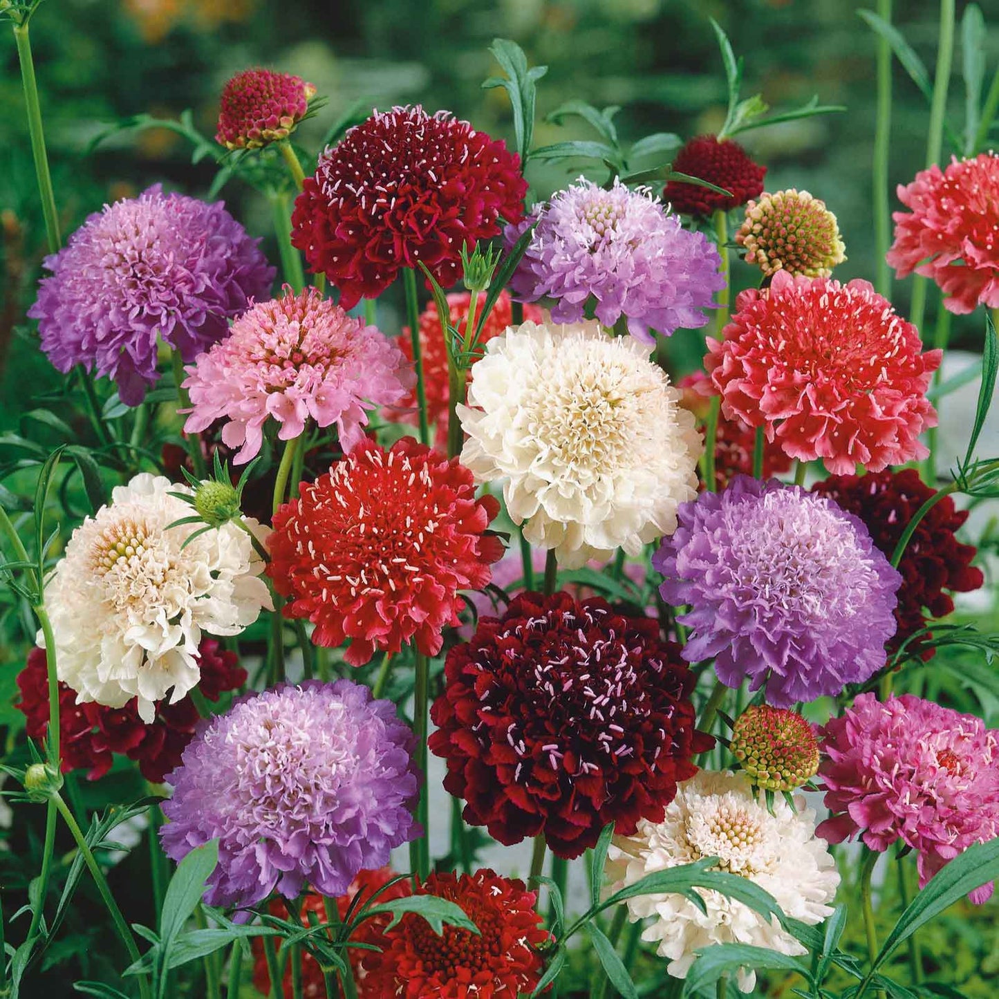 scabiosa tall double mix