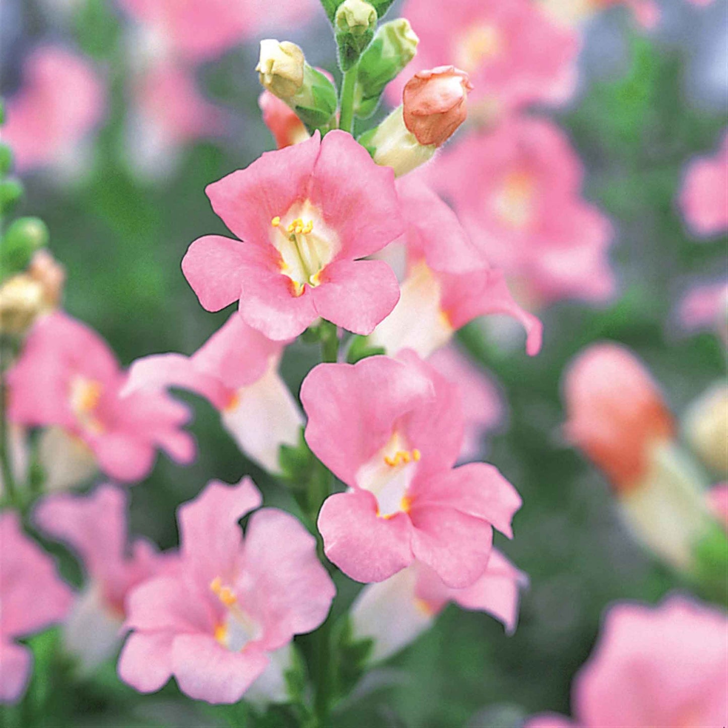 snapdragon chantilly light pink