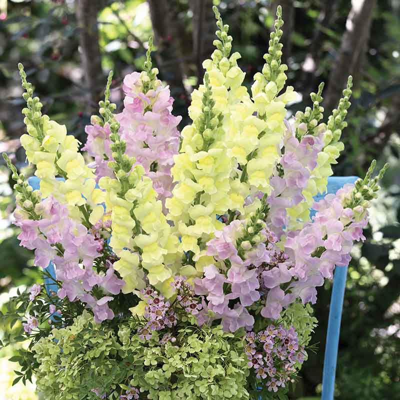 snapdragon legend light pink