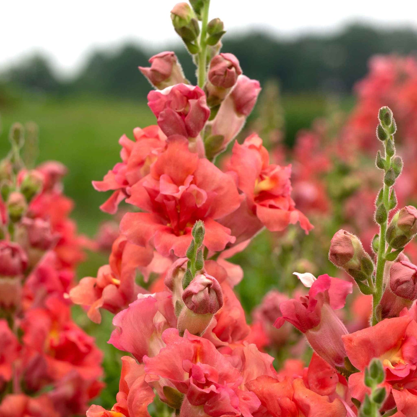 snapdragon madame butterfly cherry bronze