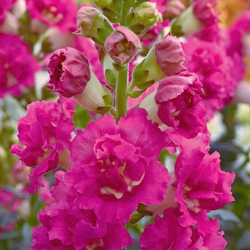 snapdragon madame butterfly rose