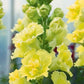 snapdragon madame butterfly yellow