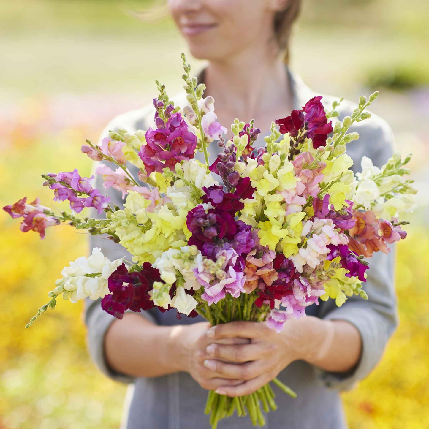 snapdragon magic carpet mix