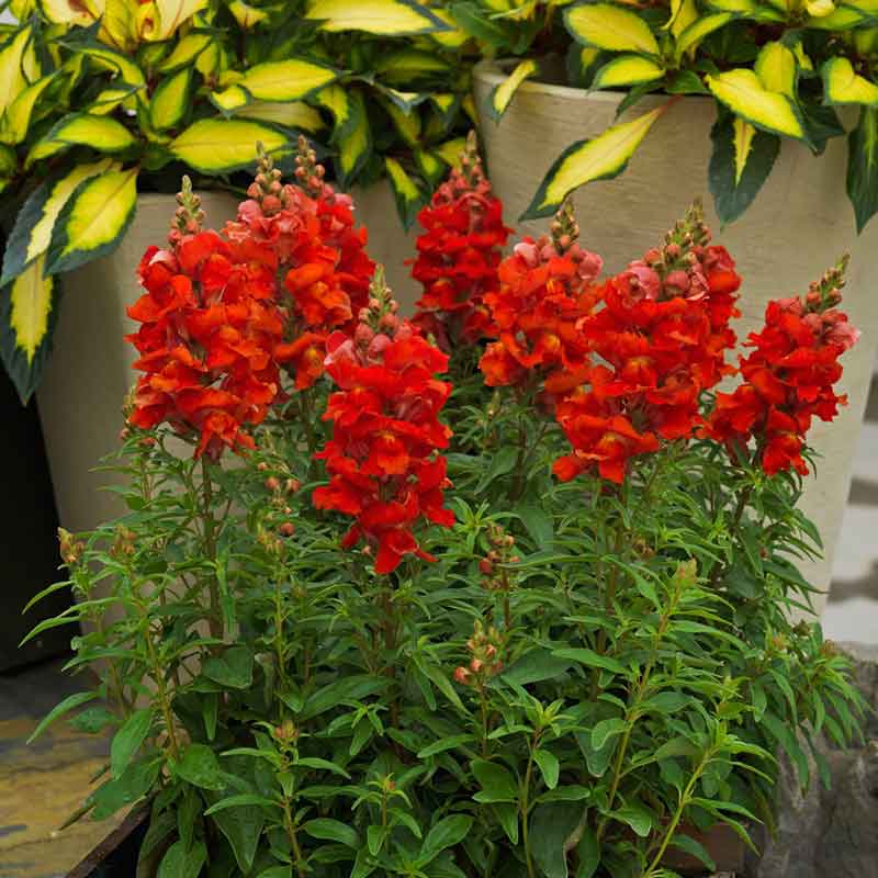 snapdragon flower seeds sonnet series f1-1000 seeds Bulk Snapdragon Seeds - Sonnet Orange Scarlet