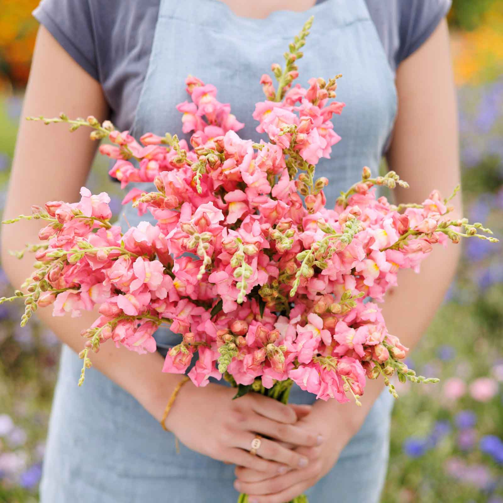 hybrid rose seeds Bulk Snapdragon Seeds - The Rose