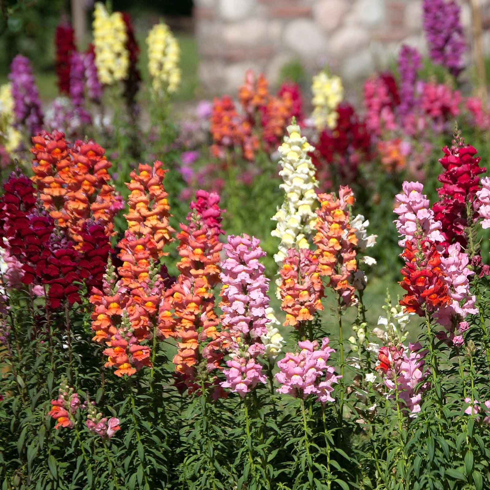 snapdragon plant seeds Bulk Snapdragon Seeds