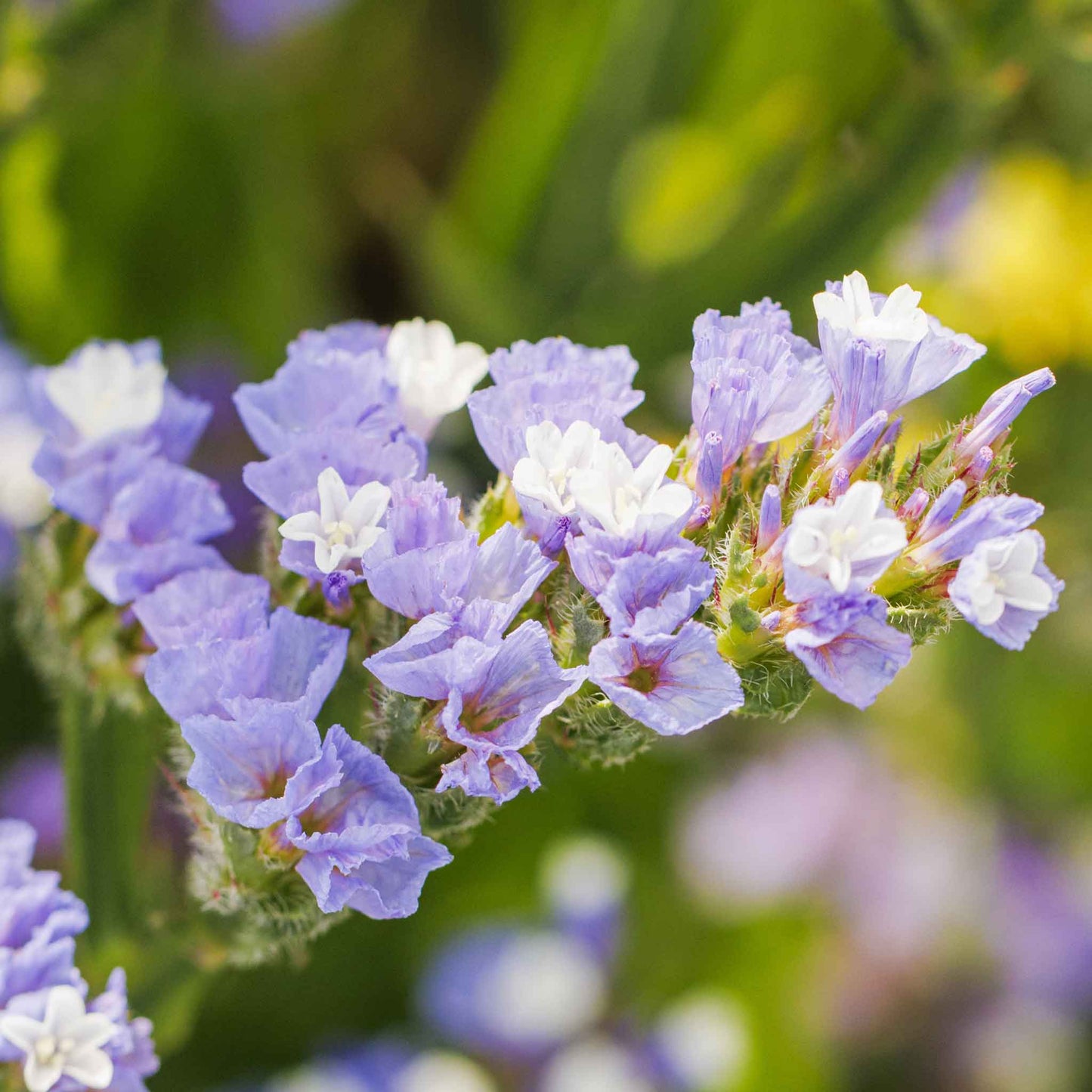 Close-up of blue statice flowers with a blurred green and yellow background