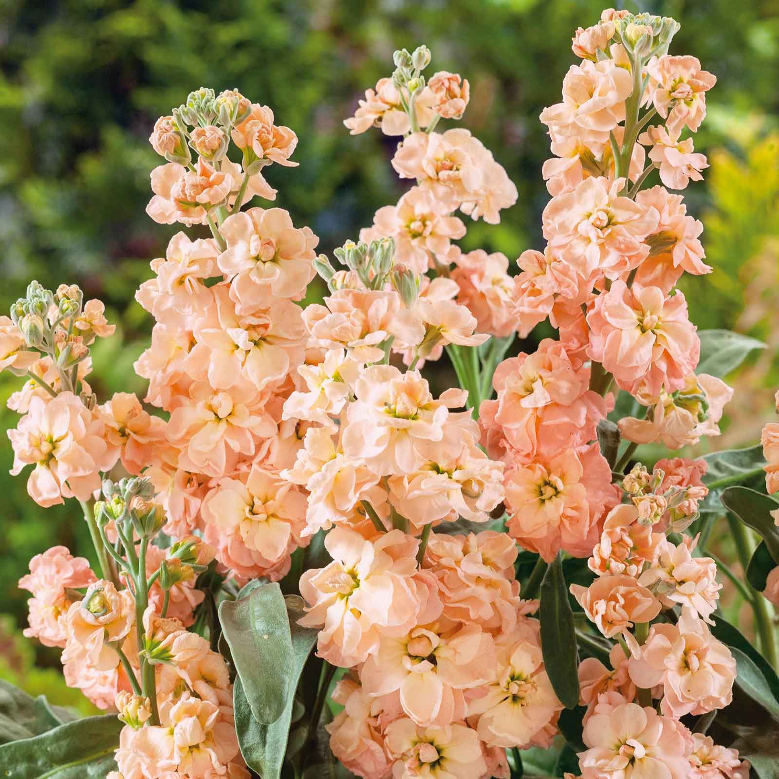 bulk garden seeds for sale near me Stock Seeds - Apricot | Flower Seeds