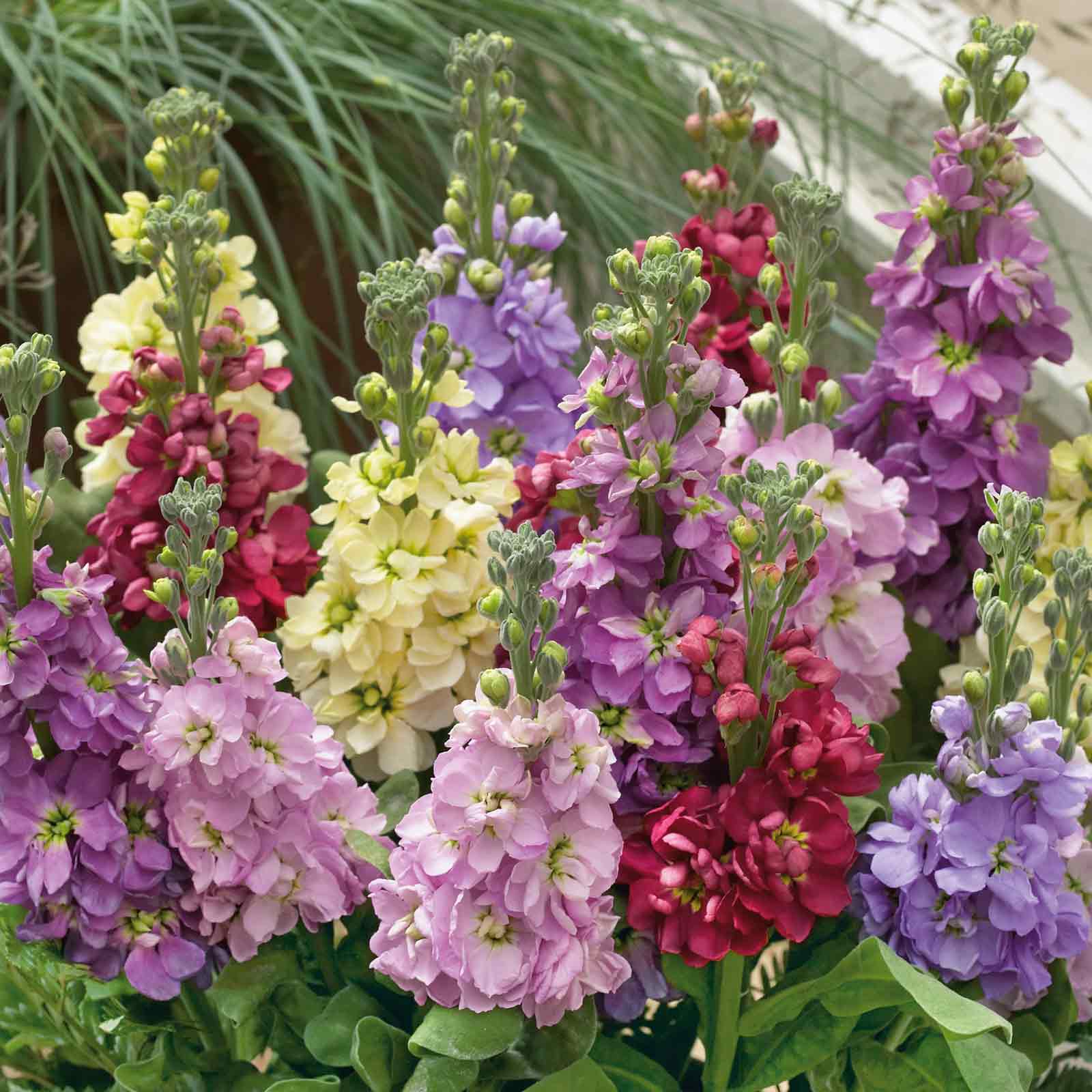 stock flower seed Bulk Stock Seeds