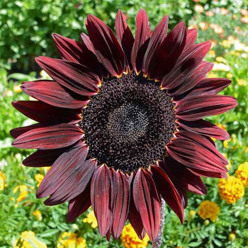 bulk wildflower seeds australia Bulk Sunflower Seeds - Chocolate Cherry