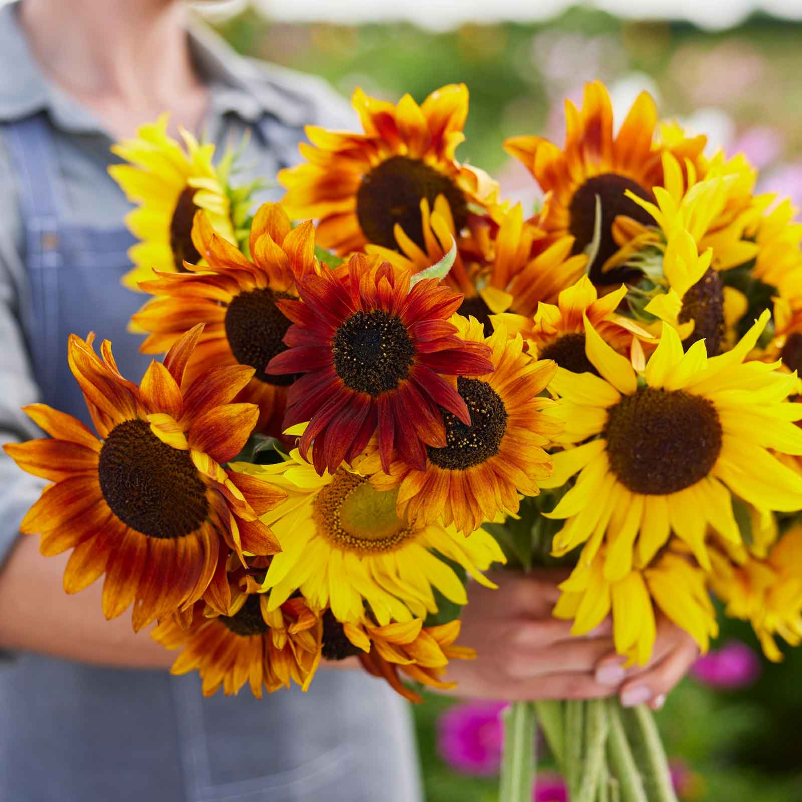 bulk sunflower seeds for planting near me Bulk Sunflower Seeds