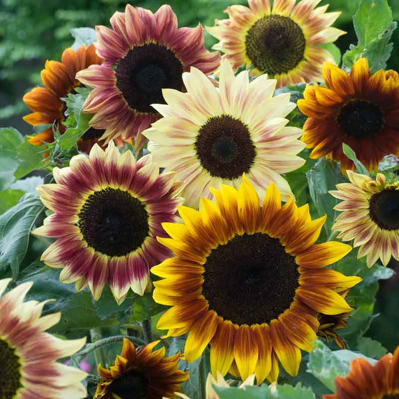 bulk sunflower seeds for planting uk Bulk Sunflower Seeds