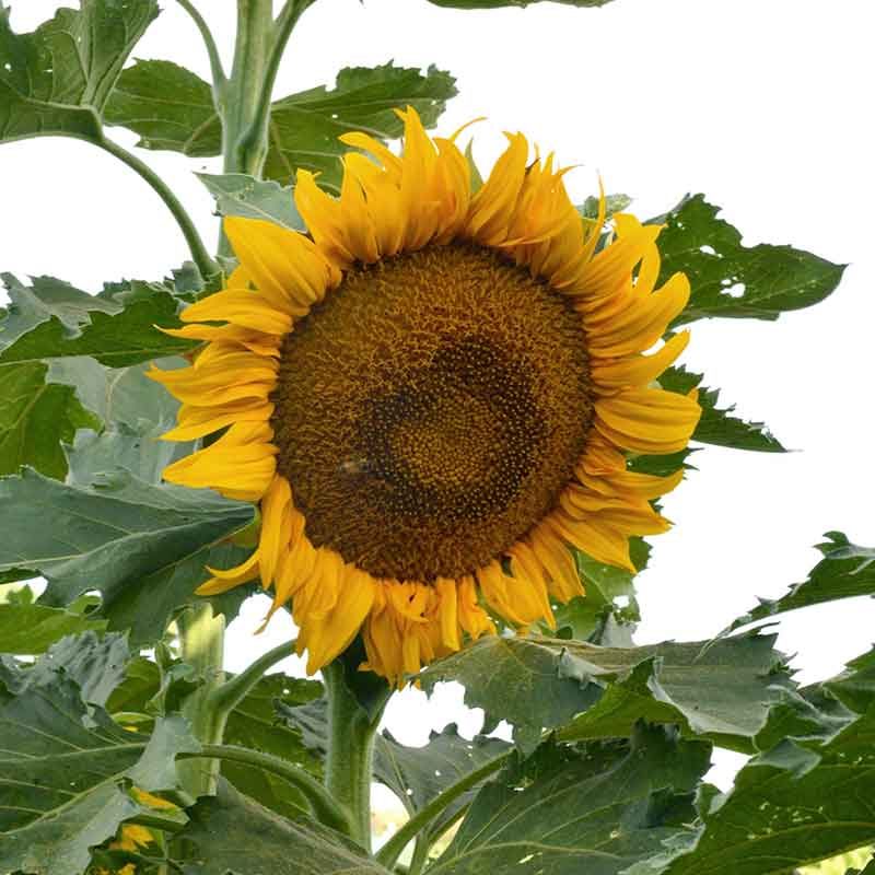 edible sunflower seeds for planting Bulk Sunflower Seeds - Incredible