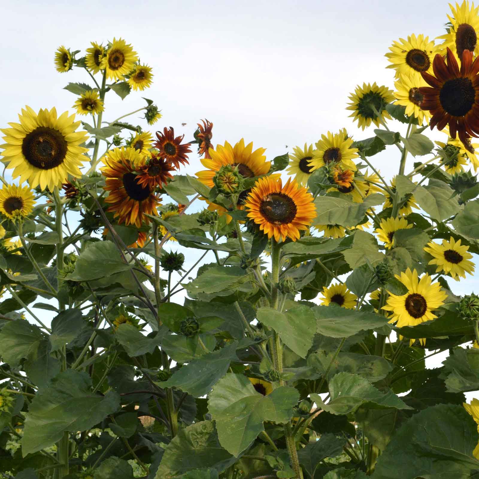 indian plants and seeds Bulk Sunflower Seeds