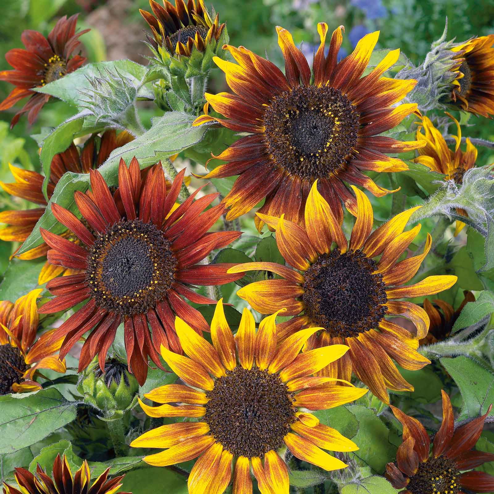 sunflower seeds to plant bulk Bulk Sunflower Seeds (Dwarf)