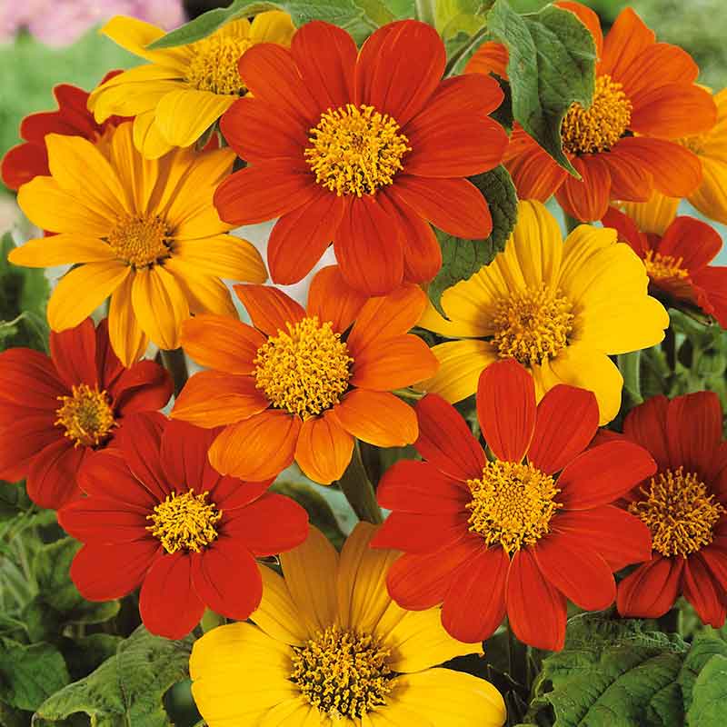 planting mexican sunflower seeds Bulk Mexican Sunflower Seeds - Mix