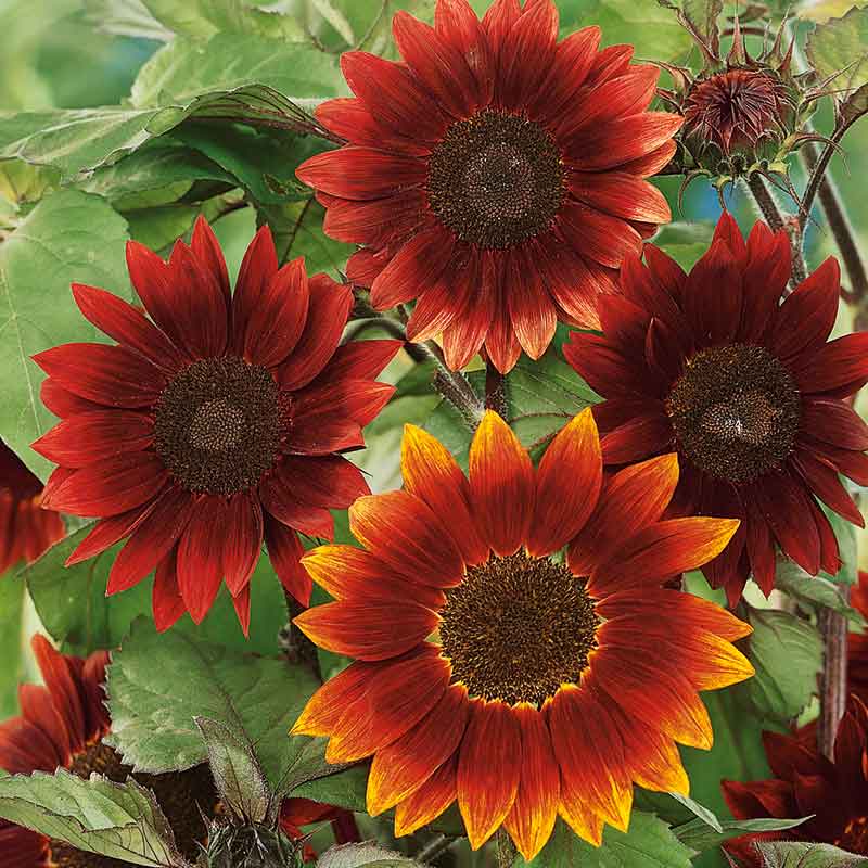 red sunflower seeds to plant Bulk Sunflower Seeds - Moulin Rouge