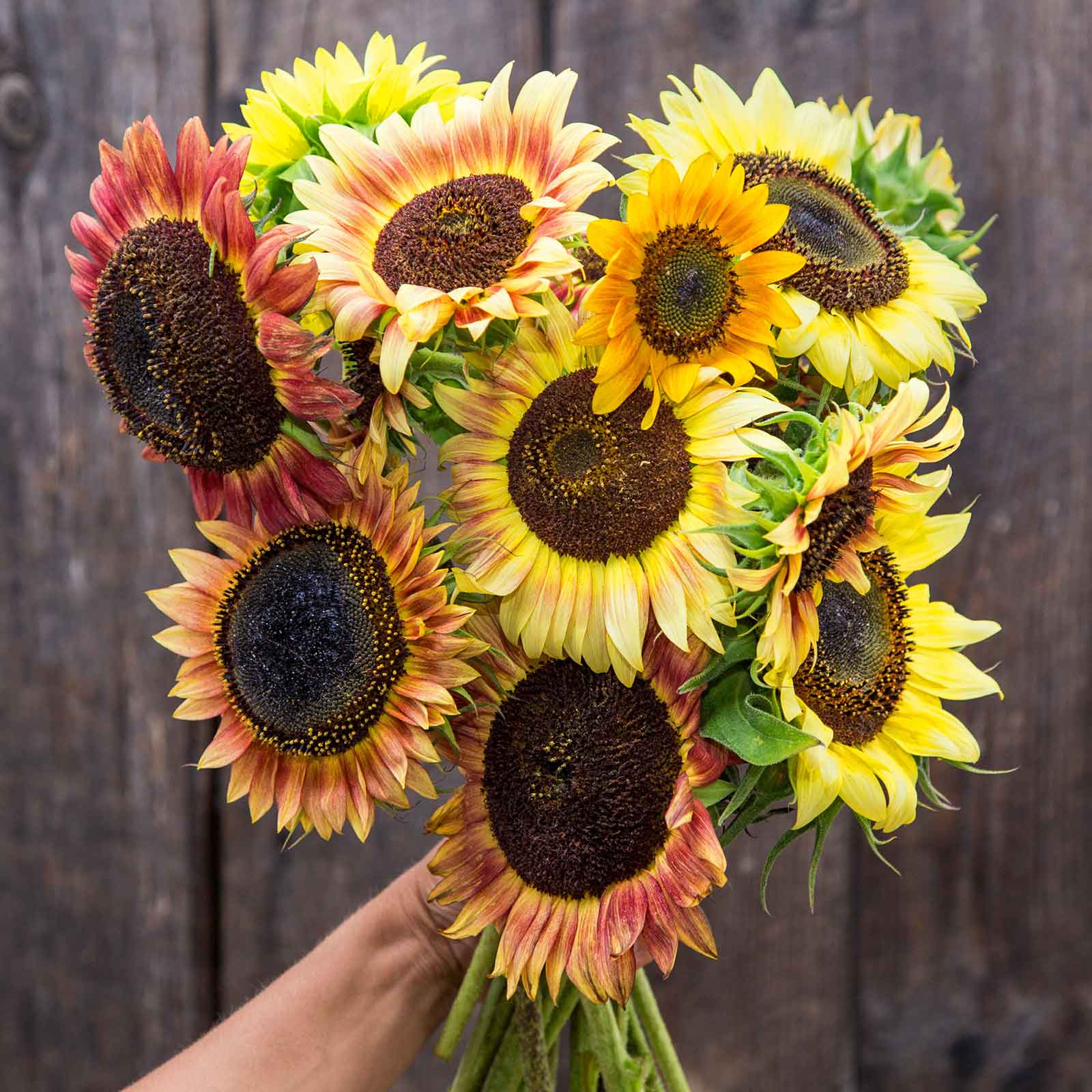 organic wildflower seeds Bulk Sunflower Seeds (Organic) - Evening Colors