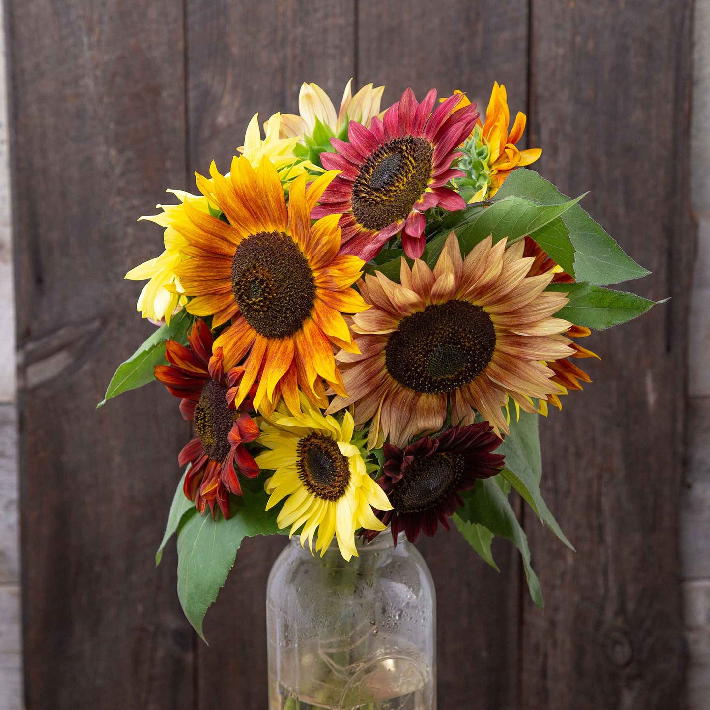 sunflower organic fireworks mix
