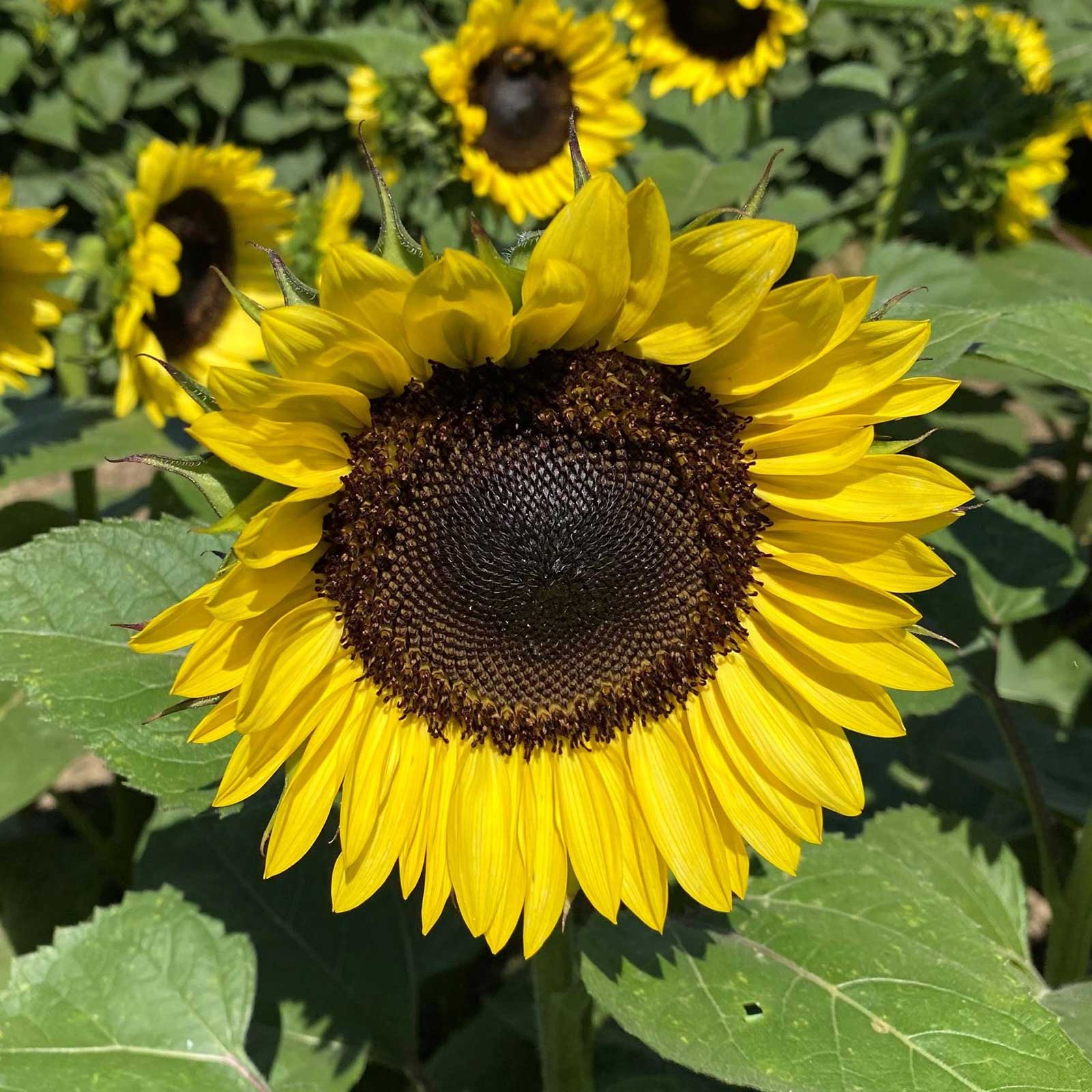 sunflower seeds in bulk to plant Bulk Sunflower Seeds - ProCut Lemon