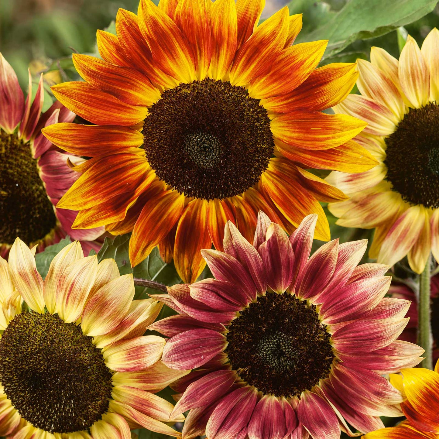 sunflower sante fe sunset f1