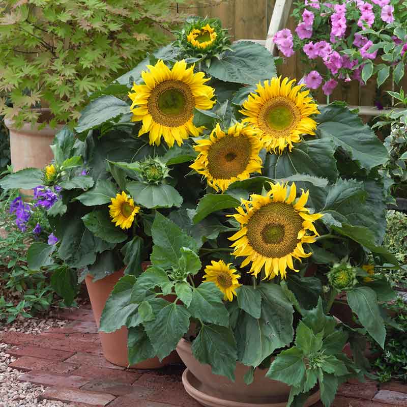 sunflower seeds for planting for sale Bulk Sunflower Seeds (Dwarf)