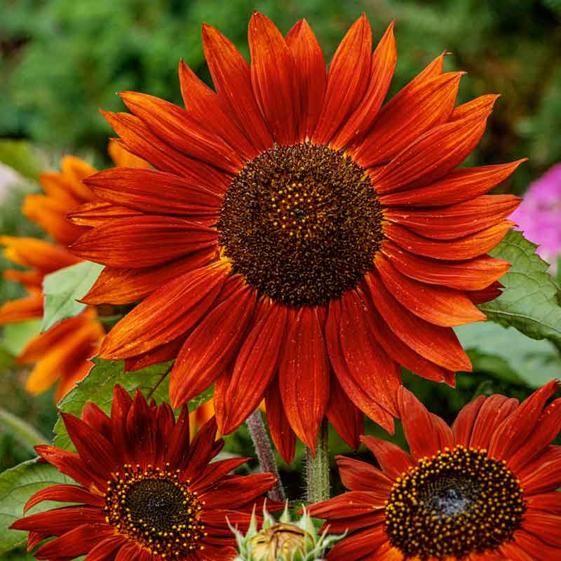 bulk planting sunflower seeds Bulk Sunflower Seeds - Velvet Queen