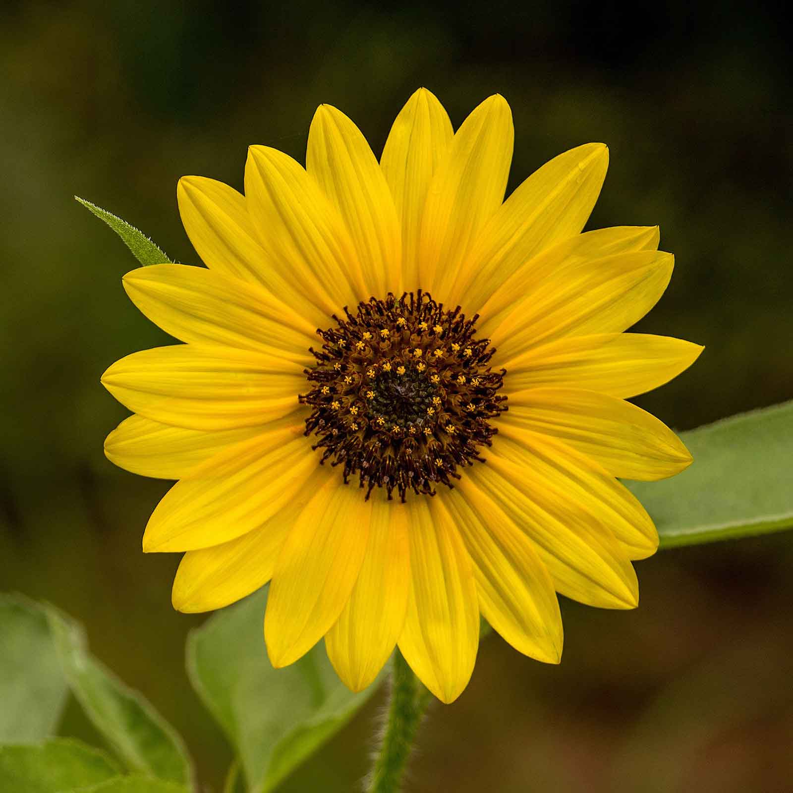 sunflower seed from plant Bulk Sunflower Seeds - Wild