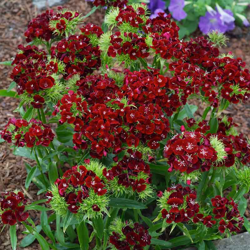 planting sweet william seeds Bulk Sweet William Seeds